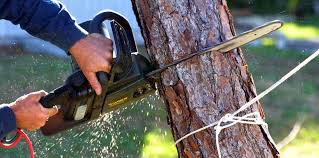 Best Fruit Tree Pruning  in Pojoaque, NM