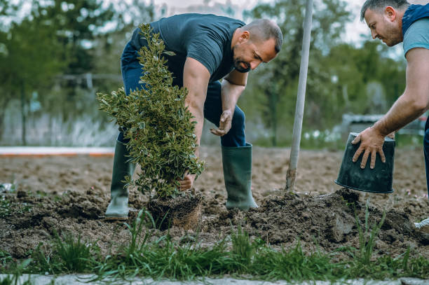 Best Aeration Services  in Pojoaque, NM