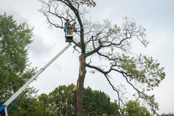 Best Tree Preservation Services  in Pojoaque, NM